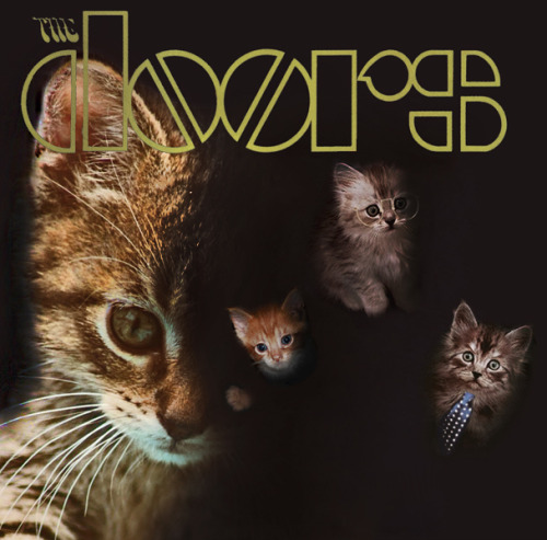 The kitten covers, discografía dominada por gatitos 24