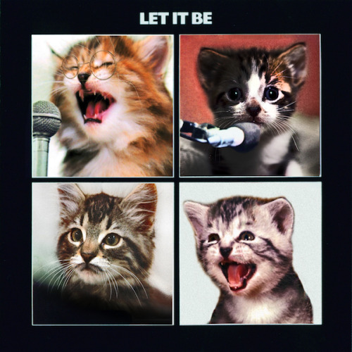The kitten covers, discografía dominada por gatitos 5