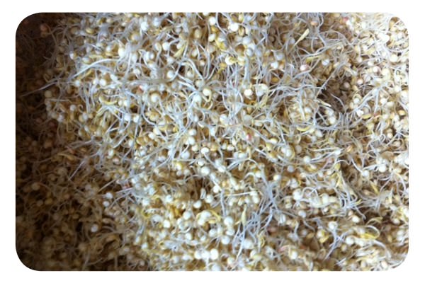 Germen de quinoa para la ensalada 1